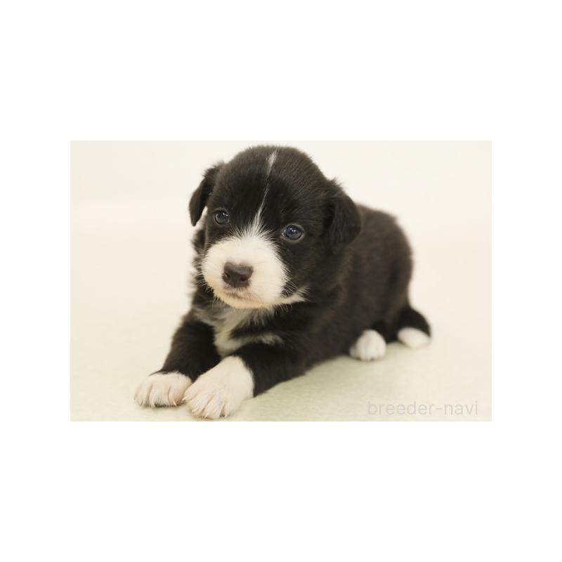 販売中の神奈川県のボーダーコリー-412938の1枚目